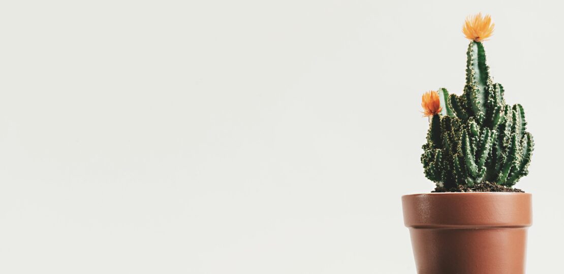 minimalisme-minimaliste