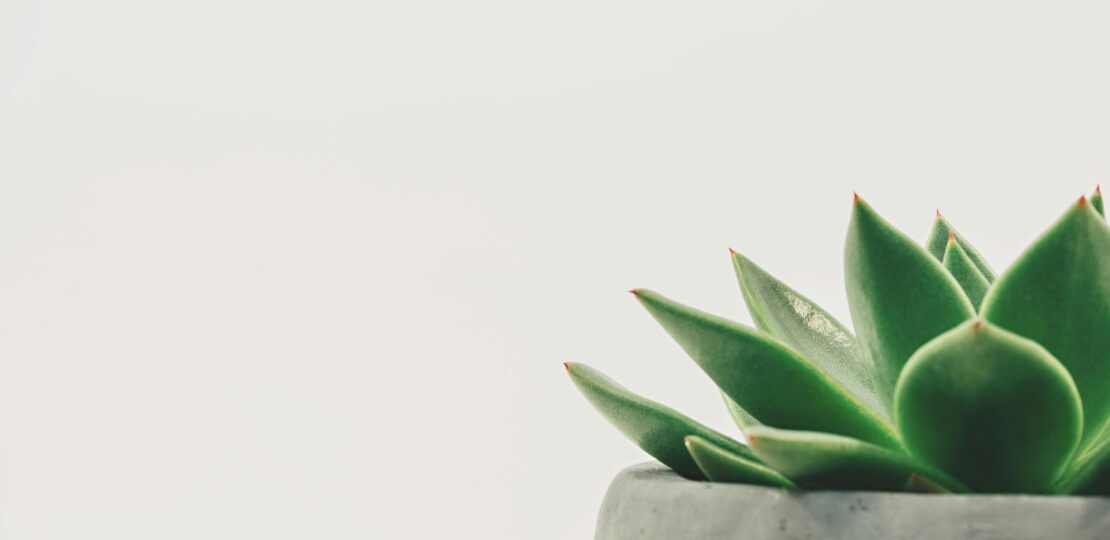 minimalisme-plante-sérénité